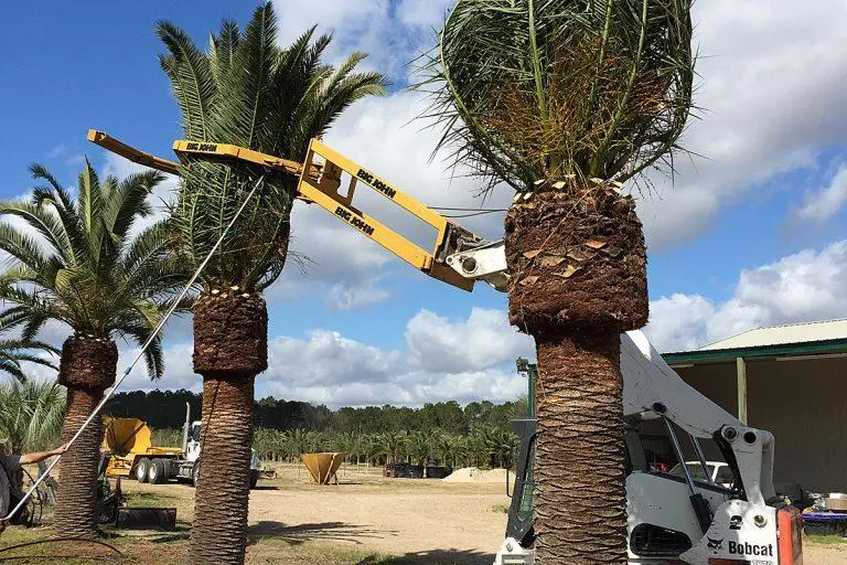 Tree transplanting challenges solved using proper tree spade equipment
