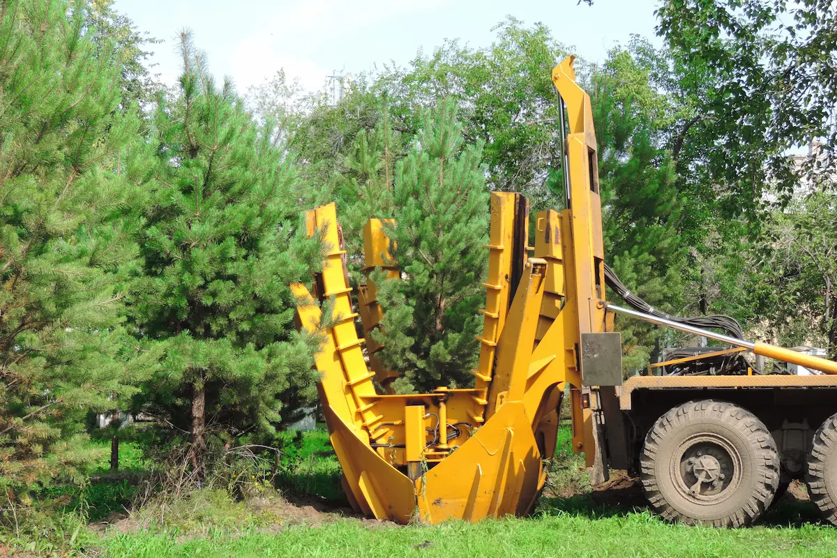 Tree transplanting science applied with Big John spade